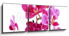 Obraz 3D tdln - 150 x 50 cm F_BM37945049 - Mini Orchide sur fond blanc