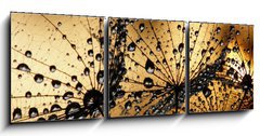 Obraz 3D tdln - 150 x 50 cm F_BM3821285 - wet dandelion seed