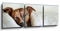 Obraz 3D tdln - 150 x 50 cm F_BM38583425 - dog in bed