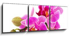 Obraz 3D tdln - 150 x 50 cm F_BM38877808 - Tropical pink orchid