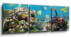 Obraz 3D třídílný - 150 x 50 cm F_BM39646629 - Underwater panorama in a coral reef with colorful tropical fish and marine life - Podvodní panorama v korálovém útesu s barevnými tropickými rybami a mořským životem