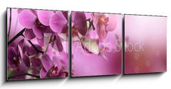 Obraz 3D tdln - 150 x 50 cm F_BM39704074 - Orchid flowers composition