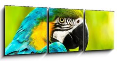 Obraz 3D tdln - 150 x 50 cm F_BM40257884 - Exotic colorful African macaw parrot