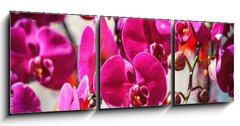 Obraz 3D třídílný - 150 x 50 cm F_BM404163795 - Close - Zavřít