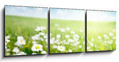 Obraz 3D tdln - 150 x 50 cm F_BM40565280 - field of daisy flowers