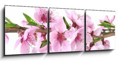 Obraz 3D tdln - 150 x 50 cm F_BM41227262 - beautiful pink peach blossom isolated on white