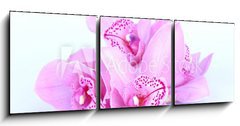 Obraz 3D tdln - 150 x 50 cm F_BM41582656 - beautiful pink orchid against blue background