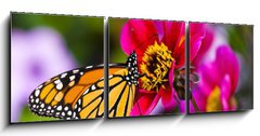 Obraz 3D tdln - 150 x 50 cm F_BM41610783 - Monarch Butterfly