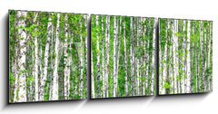 Obraz 3D tdln - 150 x 50 cm F_BM41678532 - Birch forest. May - Birch les. Smt