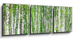 Obraz 3D třídílný - 150 x 50 cm F_BM41678532 - Birch forest. May - Birch les. Smět