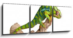 Obraz 3D třídílný - 150 x 50 cm F_BM41961007 - Colorful chameleon (5) - Barevný chameleon (5)