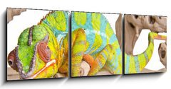 Obraz 3D třídílný - 150 x 50 cm F_BM41961135 - Colorful chameleon. - Barevný chameleon.