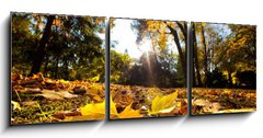 Obraz 3D tdln - 150 x 50 cm F_BM42033806 - Fall autumn park. Falling leaves in a sunny day