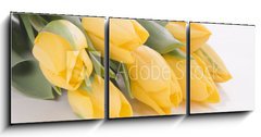 Obraz   Spring tulips isolated on white, 150 x 50 cm