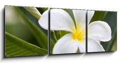 Obraz   tropical flowers frangipani (plumeria), 150 x 50 cm