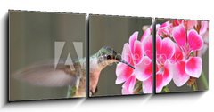Obraz   Hummingbird Feeding, 150 x 50 cm