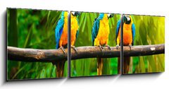 Obraz 3D tdln - 150 x 50 cm F_BM42532067 - Blue-and-Yellow Macaw