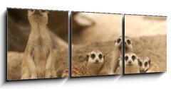 Obraz   Portrait group of meerkat, 150 x 50 cm