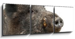 Obraz 3D tdln - 150 x 50 cm F_BM42860529 - Wild boar, also wild pig, Sus scrofa, 15 years old - Divok prase, tak divok prase, Sus scrofa, 15 let