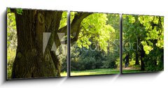 Obraz 3D tdln - 150 x 50 cm F_BM42887585 - Mighty oak tree - Mocn dub