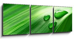 Obraz 3D tdln - 150 x 50 cm F_BM43098677 - Plantleaf