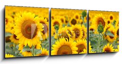 Obraz 3D tdln - 150 x 50 cm F_BM43246841 - Beautiful sunflower field - Krsn pole slunenice