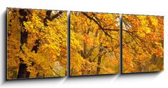 Obraz   Autumn / Gold Trees in a park, 150 x 50 cm