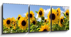 Obraz   Sonnenblumen, 150 x 50 cm