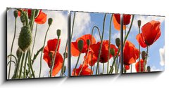 Obraz 3D tdln - 150 x 50 cm F_BM437119946 - Red poppy flowers against the sky. Shallow depth of field