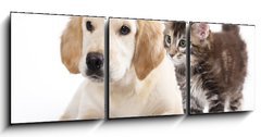 Obraz 3D tdln - 150 x 50 cm F_BM43955871 - Cat and dog