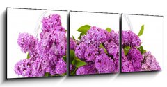 Obraz   beautiful lilac flowers in basket isolated on white, 150 x 50 cm