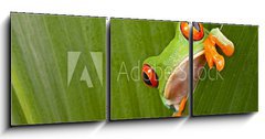 Obraz 3D tdln - 150 x 50 cm F_BM43998822 - red eyed tree frog peeping