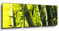 Obraz 3D tdln - 150 x 50 cm F_BM44190942 - Bamboo forest background. Shallow DOF