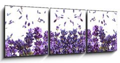 Obraz 3D tdln - 150 x 50 cm F_BM44305903 - fresh lavender flowers on white