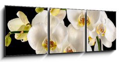 Obraz   White orchids on the black background, 150 x 50 cm