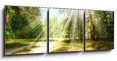 Obraz 3D tdln - 150 x 50 cm F_BM44542883 - Forest