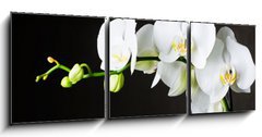 Obraz 3D tdln - 150 x 50 cm F_BM44550802 - Close-up of white orchids (phalaenopsis) against dark background