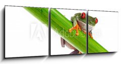 Obraz   Green Frog with red eye., 150 x 50 cm