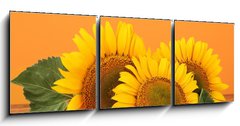 Obraz 3D tdln - 150 x 50 cm F_BM45286200 - sunflowers on yellow background