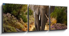 Obraz 3D tdln - 150 x 50 cm F_BM45496510 - Elephant walking on the road at sunset