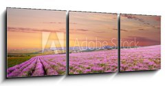 Obraz   Meadow of lavender, 150 x 50 cm