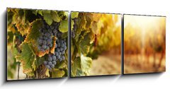 Obraz   Vineyards at sunset, 150 x 50 cm