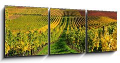 Obraz 3D tdln - 150 x 50 cm F_BM46267041 - Vineyards in autumn colours. The Rhine valley, Germany - Vinice v podzimnch barvch. dol Rna, Nmecko