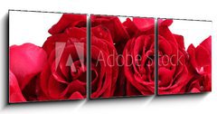 Obraz 3D tdln - 150 x 50 cm F_BM46400536 - beautiful red roses and petals isolated on white