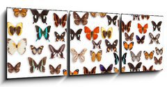 Obraz 3D tdln - 150 x 50 cm F_BM46470295 - butterflies - motly