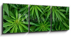 Obraz 3D tdln - 150 x 50 cm F_BM46939324 - Marijuana