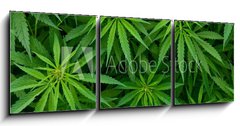 Obraz   Marijuana, 150 x 50 cm