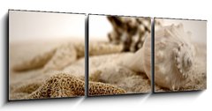 Obraz 3D tdln - 150 x 50 cm F_BM489827 - seashells on the sand - mule na psku