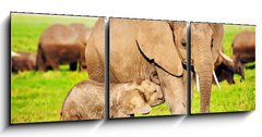Obraz 3D tdln - 150 x 50 cm F_BM49494592 - Elephants family on savanna. Safari in Amboseli, Kenya, Africa - Rodina slon na savan. Safari v Amboseli, Kea, Afrika