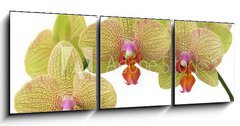 Obraz   bunch of yellow orchid flowers, 150 x 50 cm